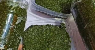 5 طرق لتخزين الملوخية الخضراء والحفاظ على طعمها وفوائدها