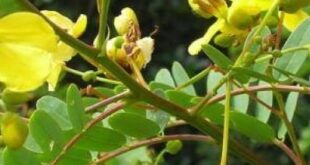 فوائد عشبة السنا لصحة الشعر.. تعرفي عليها