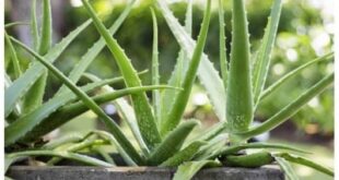 لماذا يعد الصبار العلاج الطبيعي الأفضل للحروق؟