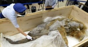 استخراج مادة وراثية من ماموث تكشف أسرار الحياة قبل 40 ألف عام