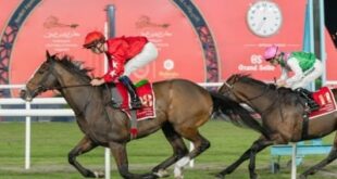 استعدادات مكثفة في نادي راشد للفروسية وسباق الخيل لتنظيم كأس البحرين الدولي