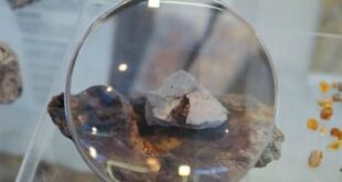 العثور على قطعة كهرمان في روسيا يتجاوز عمرها 100 مليون عام