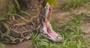 تحليل لدغات 192 ثعبانًا يكشف الهدف الحقيقي لسم الأفاعي