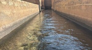 شرايين الماء العمانية.. حكاية الأفلاج وإعجاز لا نظير له