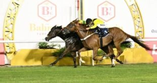 صراع الجياد على كؤوس شركة " جيبك " والمرحوم عبد الهادي العفو