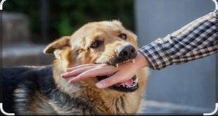 عانى من أعراض غريبة.. وفاة شاب بسبب «عضة كلب» في العراق