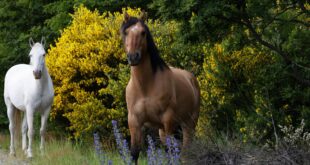 إلزام بحريني بسداد 24 ألف دينار لعدم التزامه باستيراد خيول من أمريكا